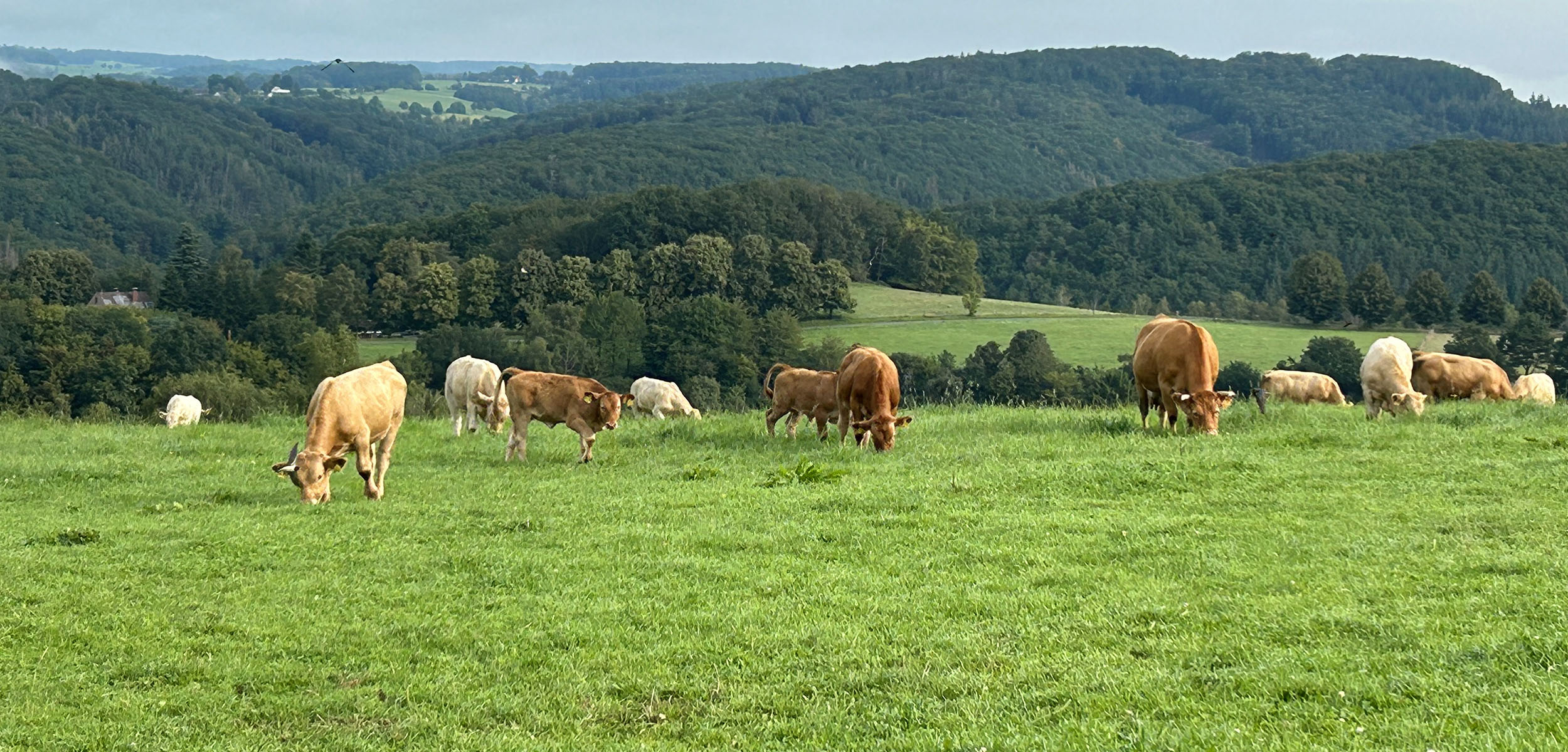 Hof_Froehling_Glankuehe_auf_Weide_01_2500x1200px