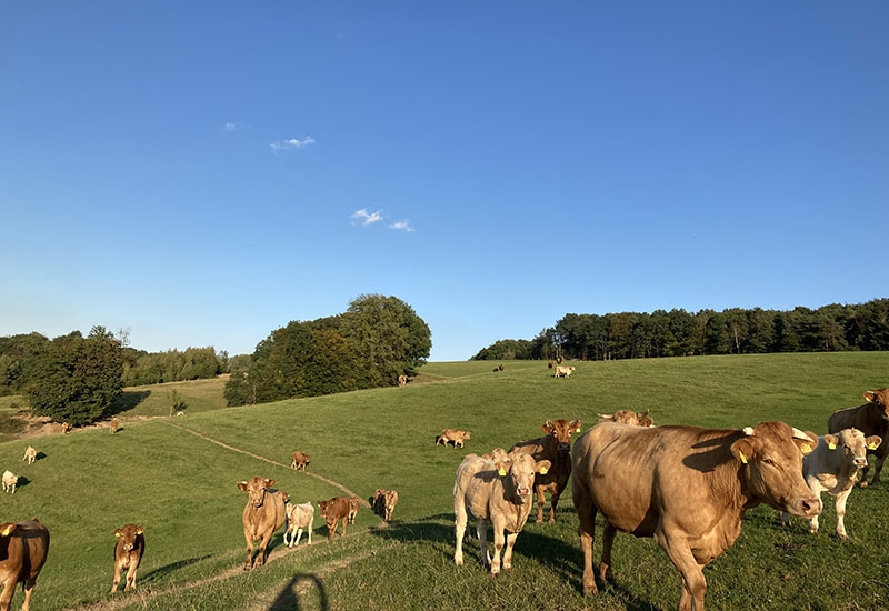 Hof_Froehling_Pferde_im_Stall_800x550px