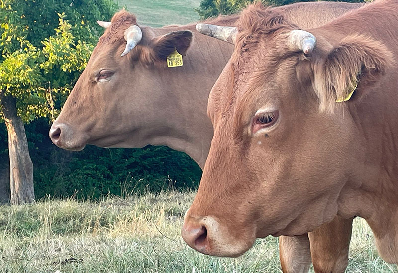 Hof_Froehling_Pferde_im_Stall_800x550px