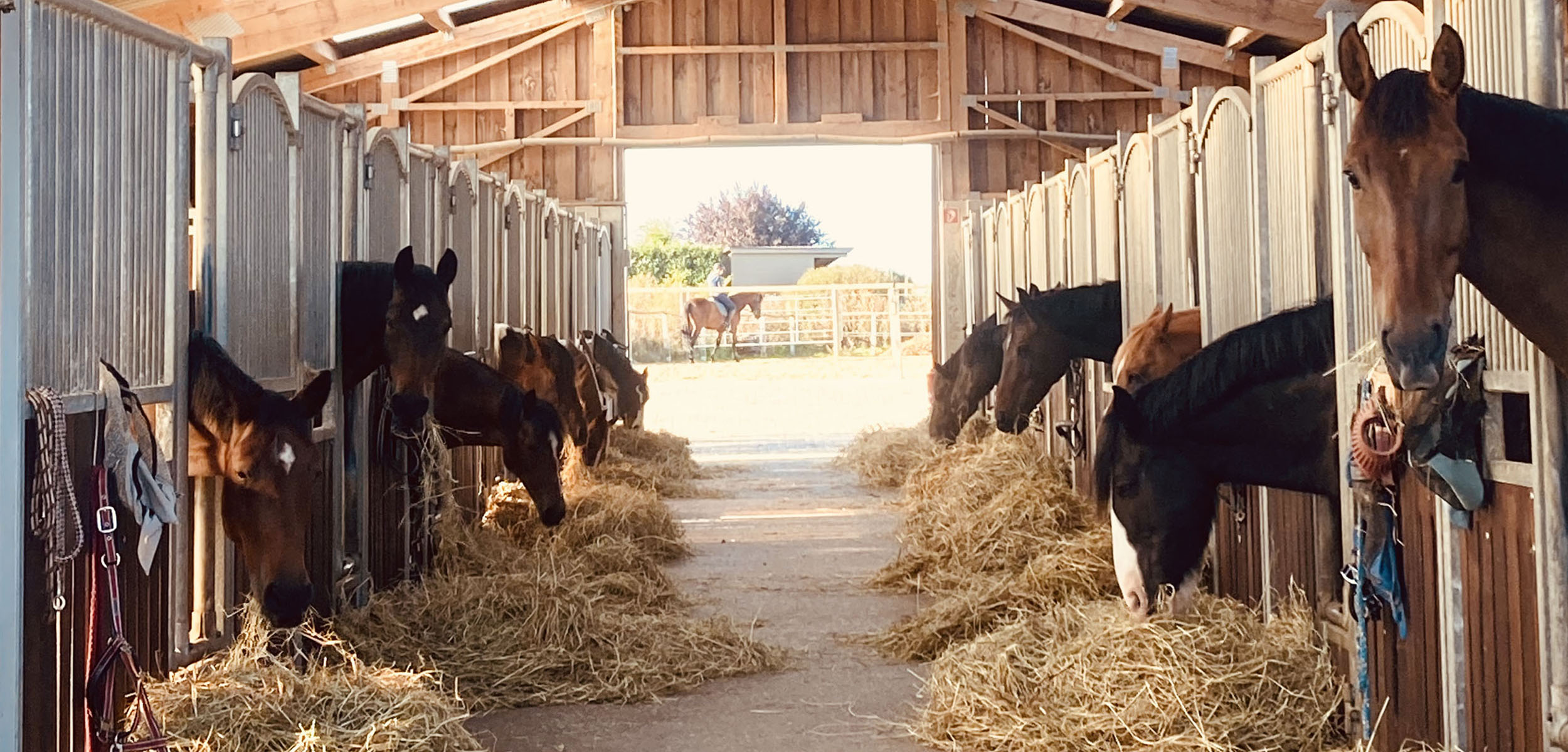 Hof_Froehling_Pferde_im_Stall_2500x1200px