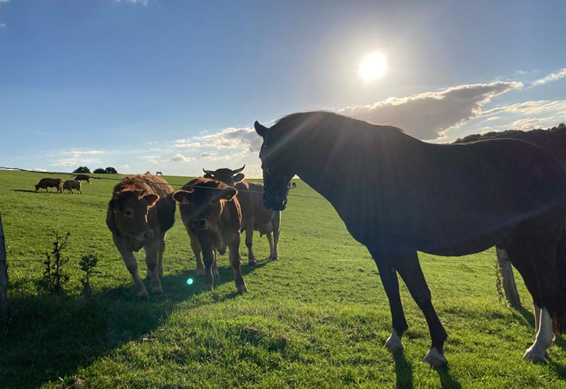 Hof_Froehling_Pferde_im_Stall_800x550px