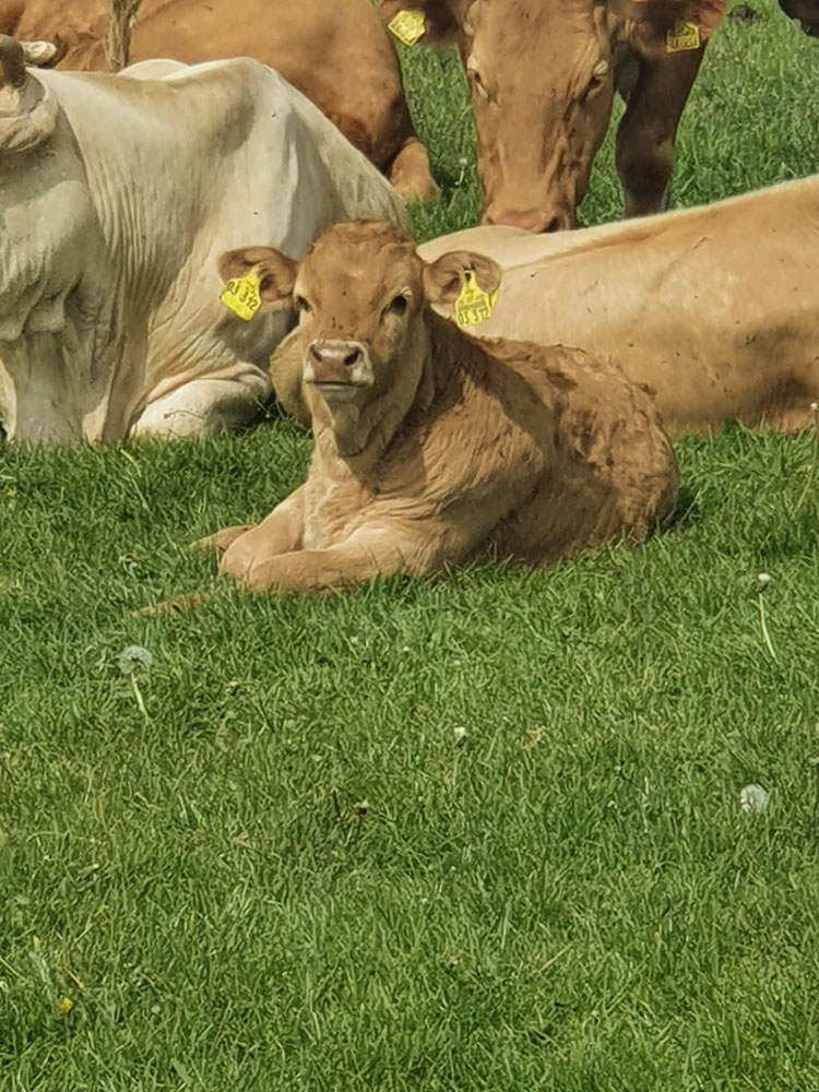 Hof_Fröhling_Impressionen_Pferdepension_09