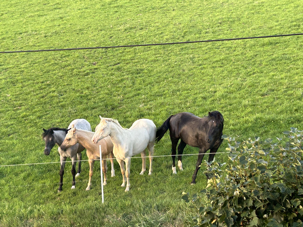 Hof_Fröhling_Impressionen_Pferdepension_05