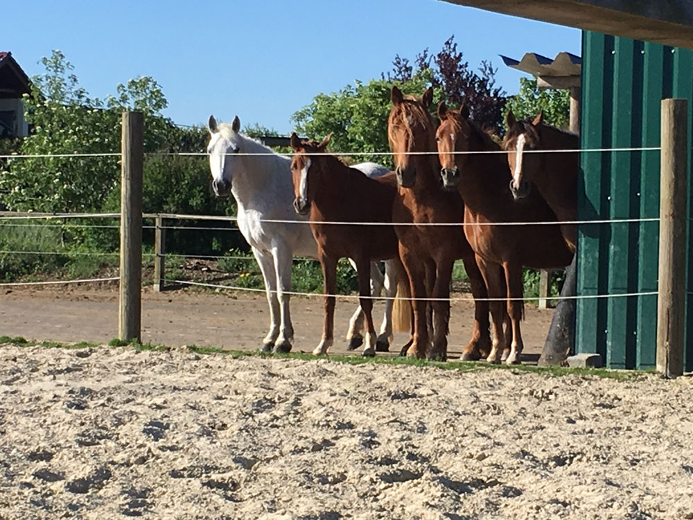 Hof_Fröhling_Impressionen_Pferdepension_07