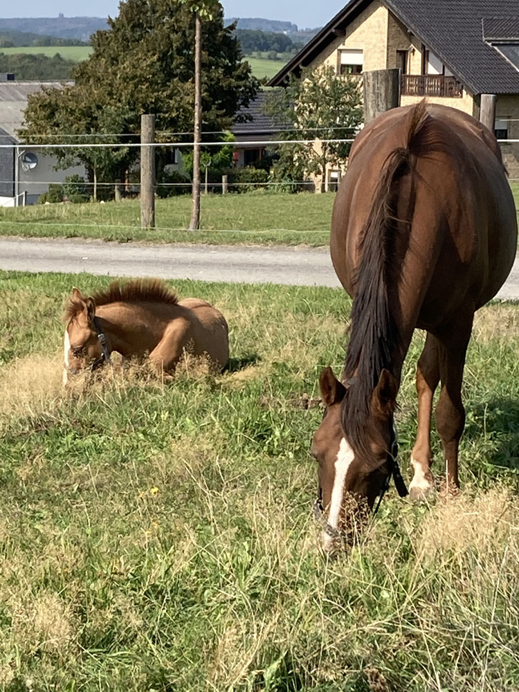 Hof_Fröhling_Impressionen_Pferdepension_08