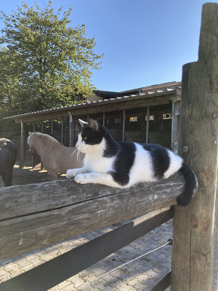 Hof_Fröhling_Impressionen_Pferdepension_13