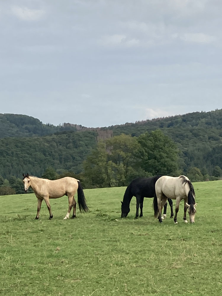 Hof_Fröhling_Impressionen_Pferdepension_14
