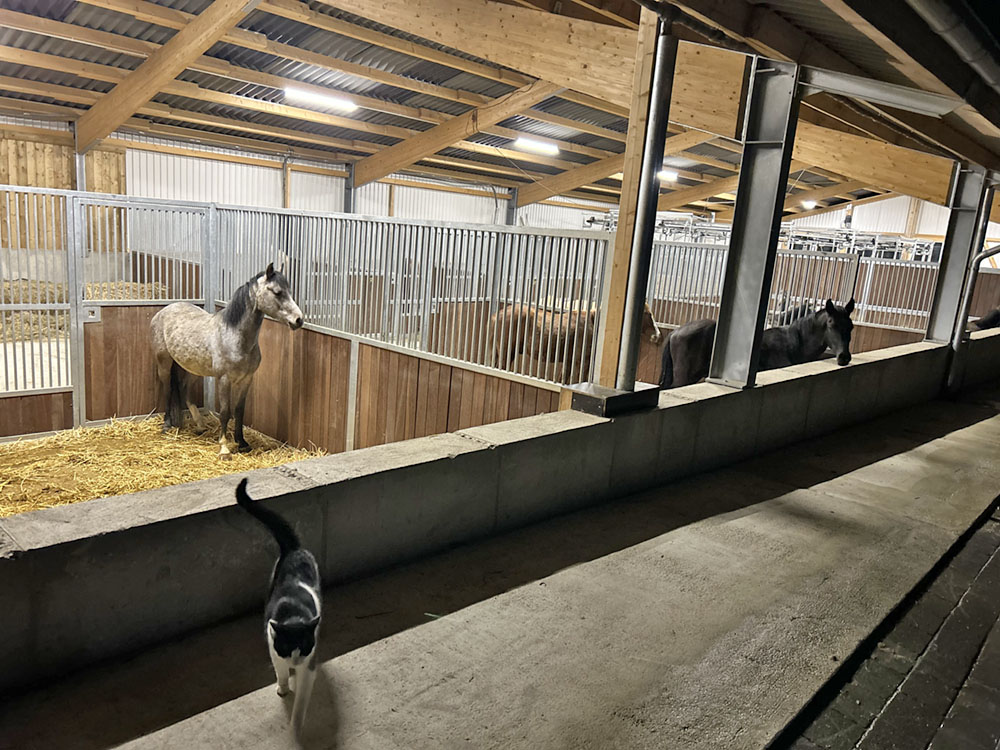 Hof_Fröhling_Impressionen_Pferdepension_22