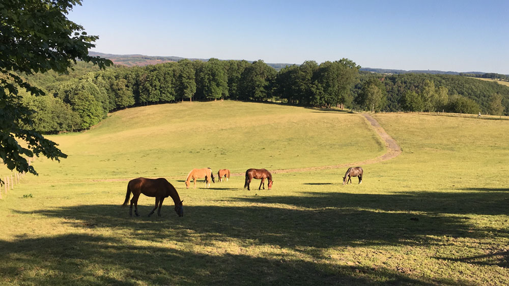 Hof_Fröhling_Impressionen_Pferdepension_28